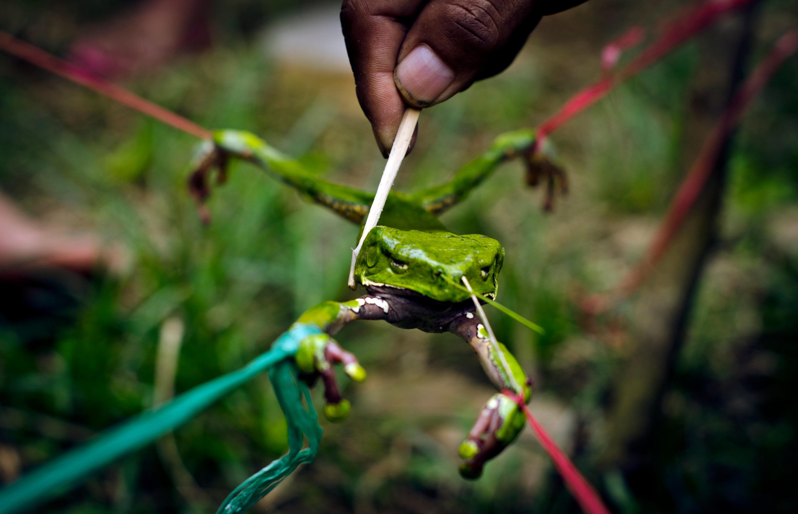 Study finds ethical and illicit sources of poison frogs in the